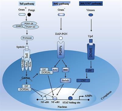 Advances in the Immune Regulatory Role of Non-Coding RNAs (miRNAs and lncRNAs) in Insect-Pathogen Interactions